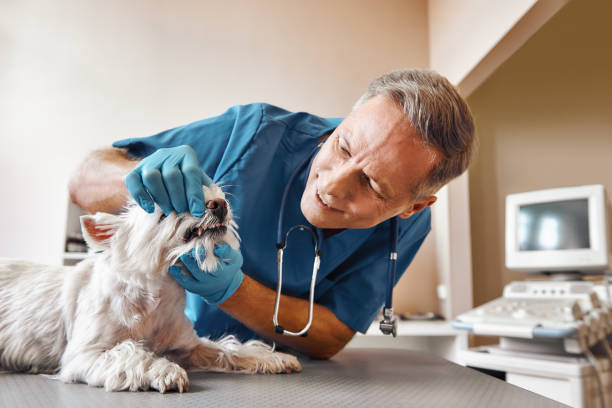 Best Emergency Tooth Extraction in Lake Ridge, VA